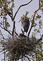 CVNP Rookery