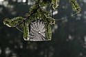 Morning spider web in pines