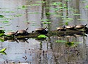 Twelve Turtles Photograph at Beaver's Marsh