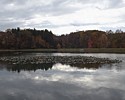 Lily Pads Pond