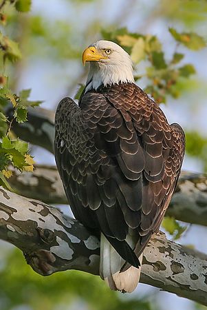 Bald Eagle