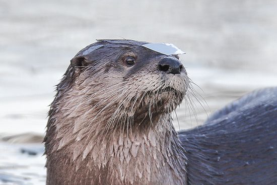 Otter and Ice