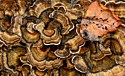 Turkey Tail with Poplar Leaf