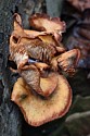 Mushroom on log -- along Blue Hen Falls trail to Buttermilk Falls