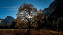 Landscape\n\nElm Tree\nYosemite NP