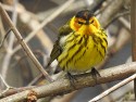 Wildlife\n\nCape May Warbler\nMagee Marsh State Wildlife Area