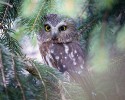 Wildlife\n\nEyes in the Pines\nCleveland Lakefront Preserve