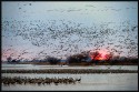 Wildlife\n\nSandhill Crane MIgration\nPlatte River, NB