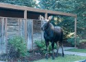 Wildlife\n\nTetpn Lodge Visiitor\nGrand Teton NP