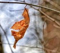 Close-up\n\nThe Last Holdout\nCVNP, Towpath