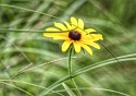 Close-up\n\nBlack-Eyed Susan\nNatureRealm