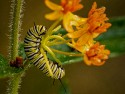 Close-up\n\nMonarch caterpillar\nHemlock Creek