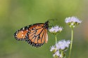 Close-up\n\nMonarch Butterfly\nHagerman NWR, TX