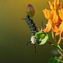 Sometimes things are just upside down and backwards.\nOut for a walk in the meadow this morning and found this little guy staking his claim to the pollen. Beautiful morning light.\nUsual adjustments, no filter. Cropped square