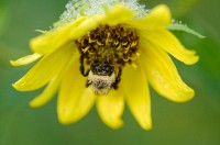 Bee on Sunflower