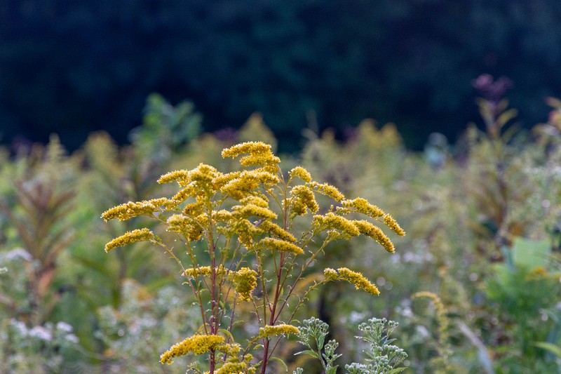 Golden Rod up front.