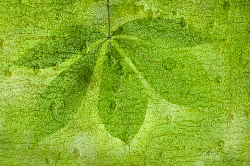 Third Place\n\nMacro\n\nBuckeye Leaf\nGreat Smoky Mountains National Park, TN