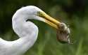 Second Place\n\nWildlife\n\nSurf for lunch, turf for dinner\nMagee Marsh