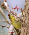 Third Place\n\nWildlife\n\nCurious Palm Warbler\nBeaver Marsh