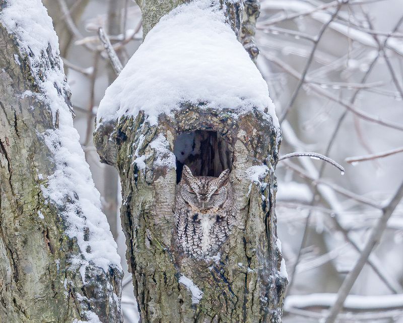 Honorable Mention\n\nWildlife\n\nSnow Castle\nFirestone MetroPark