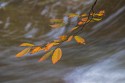 Landscape\n\nBeach Leaves\nBrandywine Gorge