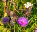 Macro\n\nHey Buddy Find Your Own Thistle\nShenandoah NP