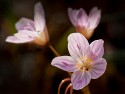 Macro\n\nSpring Beauty\nBrecksville Reservation