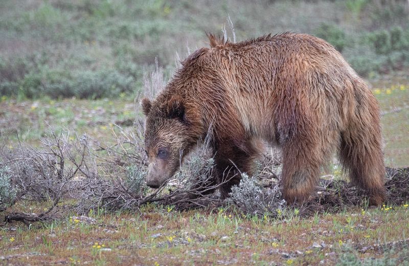 Wildlife\n\nGrzzly Bear\nYellowstone NP