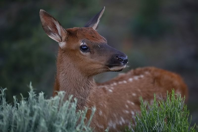 Wildlife\n\nWhats that?\nYelloswtone, NP