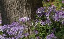 soft woodland phlox against rough texture tree trunk