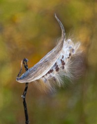 First Place Coseup/Macro\n\nMilk weed seed pod\n\nBrecksville Reservation