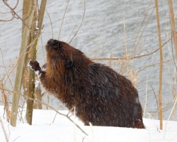 Honorable Mention Cuyahoga Valley National Park\n\nWinter Snack