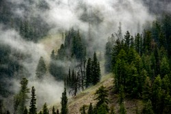 First Place Landscape\n\nForest and Fog\n\nGrand Teton National Park