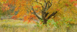 Second Place Landscape\n\nDogwood in Fall Attire\n\nCascade Valley Metro Park