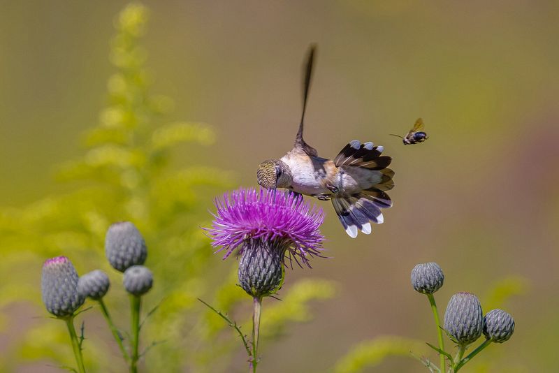 Third Place Wildlife\n\nInterrupted\n\nBrecksville Metropark