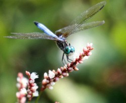 Macro/Closeup\n\nblue dasher\n\nHuntley Meadows Park