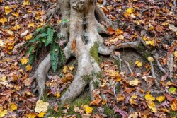 Macro/Closeup\n\nRoots and Fern\n\nBrecksville Reservation