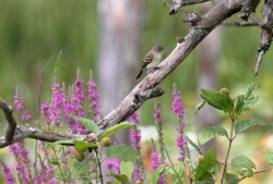 Cuyahoga Vally National Park\n\nWillow flycatcher\n\nBeaver Marsh