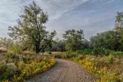 Landscape\n\nCascade Valley Coreopsis\n\nCascade Valley Park