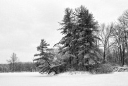 Landscape\n\nSnowy White\n\nTinkers Creek Nature Preserve