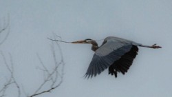 Wildlife\n\nNest Building\n\nBath Road Heronry