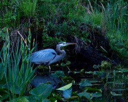 Wildlife\n\nGreat Blue Heron on the hunt\n\nBeaver Marsh