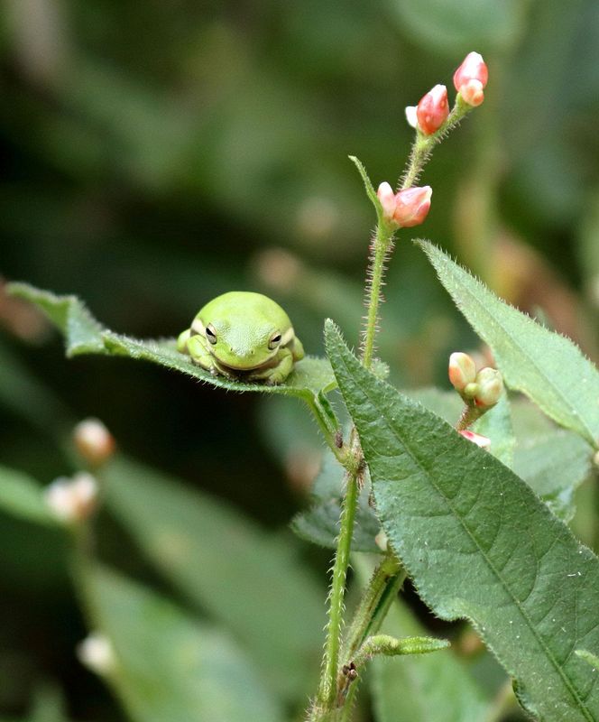 Wildlife\n\nTiny green tree frog\n\nHuntley Meadows Park