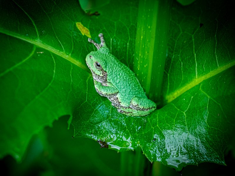 Wildlife\n\nTree Frog\n\nHampton Hills Metropark