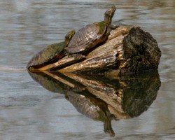 Wildlife\n\nSunbathing Tortoises\n\nLong Run Park Loisville KY