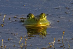 American Bullfrog at Springfield Bog Metro Park