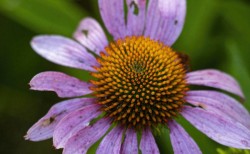 Purple Coneflower at Sptingfield Bog Metro Park