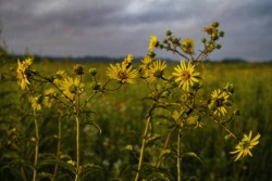 Wholeleaf Rosinweed (aka Prairie Rosinweed) at Springfield Bog Metro Park, 07-09-2022