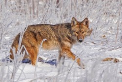 Third Place CVNP\n\nCoyote in Frost \n                           \nBrecksville Reservation