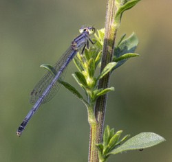 Honorable Mention Macro\n\nDamselfly\n\nBedford Reservation